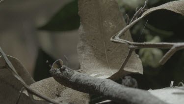 Two Peacock spiders on stick with one having abdomen flap raised and moving quickly