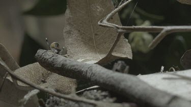 Two Peacock spiders on stick with one having abdomen flap raised and moving quickly