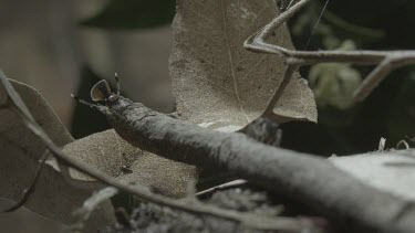 Two Peacock spiders on leaf with one scuttling around with abdomen flap raised and the other climbing to the top of a leaf