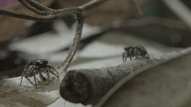 Two Peacock spiders on a stick and a leaf with one walking away