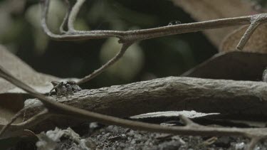 Two Peacock spiders on stick with one approaching causing the other jump away