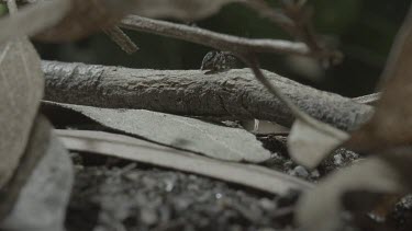 Peacock spider on stick