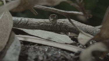 Peacock spider on stick