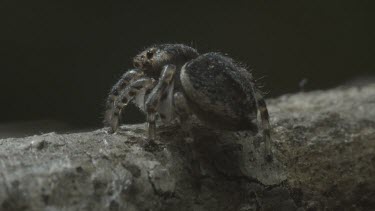 Peacock spider on stick facing away from camera