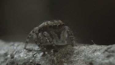 Peacock spider on stick looking at camera before jumping away