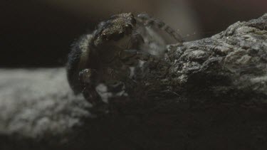 Peacock spider walking around on stick