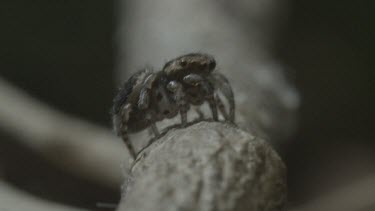 Peacock spider rotating on stick before jumping away