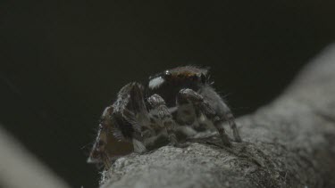 Peacock spider rotating on stick