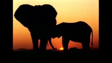 elephant calf suckling at sunset, silhouette