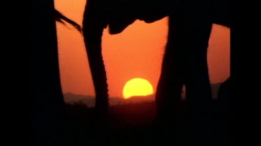 elephant calf grazing, silhouette sunset