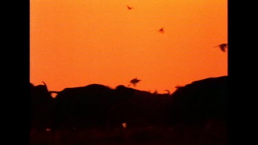 Running buffalo herd stampede. Silhouette against red orange sunset sky