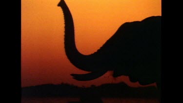 Elephant walking, raising trunk and trumpeting. Silhouette against red orange sunset sky.