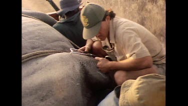 Ranger uses stethoscope to check on tranquilized rhino vital statistics heart beat
