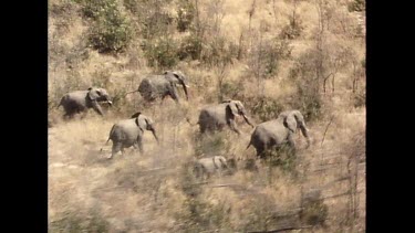 Herd of Elephants running