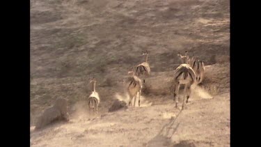 Aerial. Herd of impala running