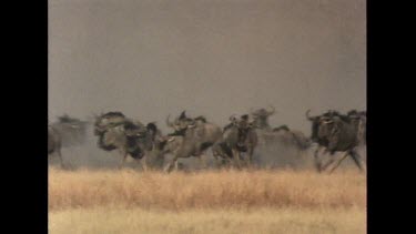 Wildebeest stampede, herd running