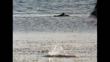 Hippo submerging, water birds flying away.