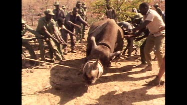 Rangers work to tranquilize captured rhino.