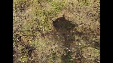 Tracking shot. Shadow of helicopter on savannah below as rangers track running rhino.
