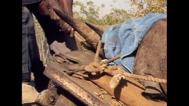 Sequence. Transport of tranquilized rhino. Loading rhino onto pallet and truck and moving rhino into enclosure.