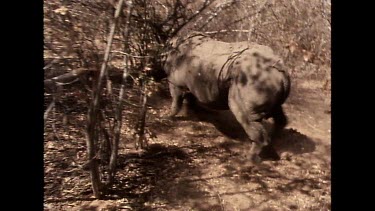 Two shots. Tranquilized rhino teetering on feet.