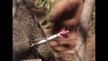 Tranquilizer dart in rhino, ranger comes to remove dart.