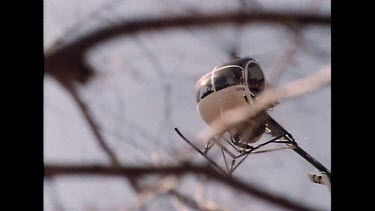 Low angle. Helicopter flying overhead