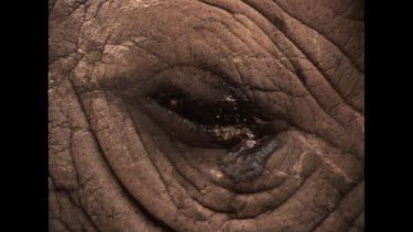 Zoom in to eye of tranquilized rhino