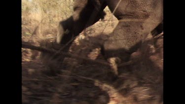 Sequence. Hand held. Tranquilized rhino regains some mobility and is herded through the bush by rangers.