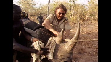 Sequence. Rhino's eyes are covered in preparation for transport