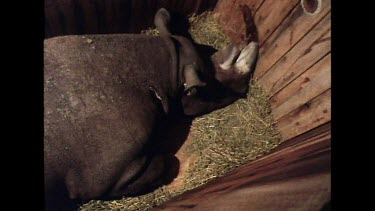 Rhino sleeping in container crate