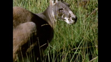 Red Kangaroo grazing