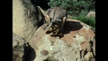 High Angle. wallaby sitting on a red rock boulder