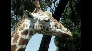 Giraffe turns head to look to camera
