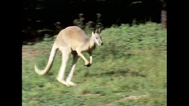 Red Kangaroo hopping