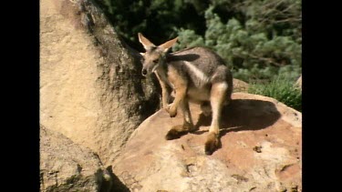 Wallaby on red rock boulder looking around