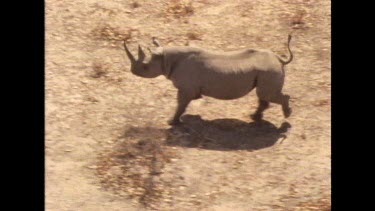 Aerial rhino running