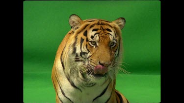 Tiger sitting looking to camera, snapping mouth shut and licking lips