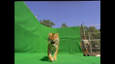 Low angle Tiger leaping into air over camera towards camera