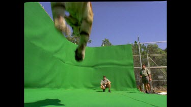 Low angle Tiger leaping over camera onto ground away from camera