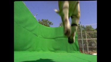 Low angle Tiger leaping over camera onto ground away from camera