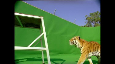 Low angle Tiger leaping onto high platform