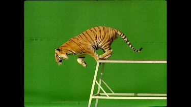 Tiger jumping off platform