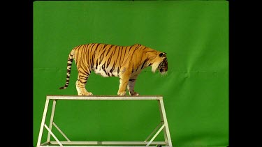 Tiger jumping off platform