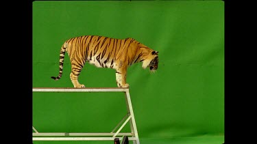 Tiger jumping off platform