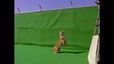 Tiger leaps into the air to grab at food