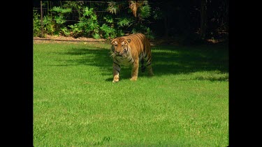 Tiger in zoo setting jumps over fallen log, running towards camera