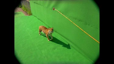 High angle Tiger leaps up towards camera