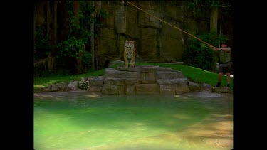 Tiger in zoo setting leaps towards camera into a pool of water