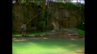 Tiger in zoo setting leaps towards camera into a pool of water